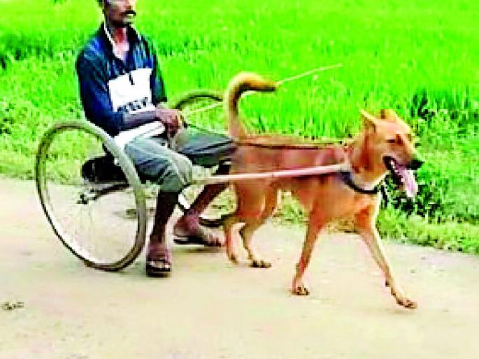 A dog cart made by farmers | शेतकऱ्यांनी बनविली कुत्र्याची गाडी A dog cart made by farmers | शेतकऱ्यांनी बनविली कुत्र्याची गाडी