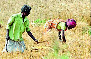 40 thousand farmers get loan free loan | ४० हजारांवर शेतकºयांना मिळणार कर्जमाफी