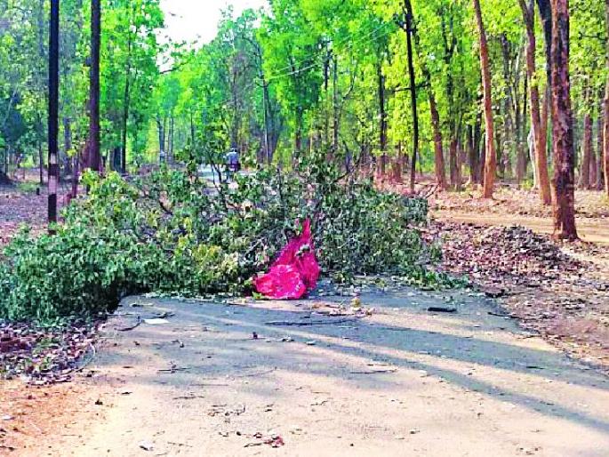 Naxalites blocked roads and closed the road | झाडे पाडून नक्षल्यांनी केला रस्ता बंद Naxalites blocked roads and closed the road | झाडे पाडून नक्षल्यांनी केला रस्ता बंद