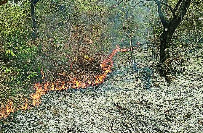 Vaishakh is dangerous | वैशाख वणवा धोकादायक Vaishakh is dangerous | वैशाख वणवा धोकादायक