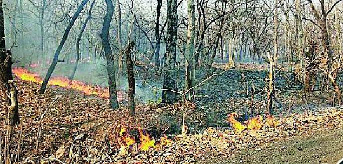 On the Ashti-Mulchera road | आष्टी-मुलचेरा मार्गावर वणवा