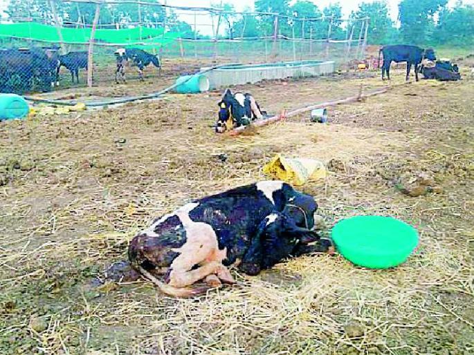 Finally an FIR against the Progressive Farmers Company | अखेर प्रोग्रेसिव्ह फार्मर्स कंपनीविरूद्ध एफआयआर Finally an FIR against the Progressive Farmers Company | अखेर प्रोग्रेसिव्ह फार्मर्स कंपनीविरूद्ध एफआयआर