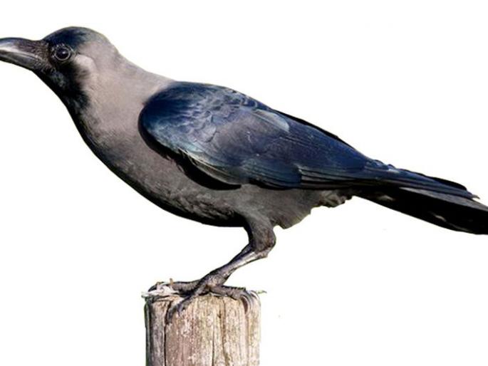 Did the crow touch your body? | तुमच्या पिंडाला कावळा शिवला का? Did the crow touch your body? | तुमच्या पिंडाला कावळा शिवला का?