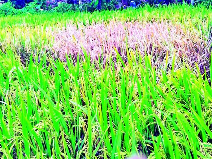 Diseases like blight and blight on rice crop | धानपिकावर गादमाशी, तुडतुड्यासारख्या रोगांचा प्रहार Diseases like blight and blight on rice crop | धानपिकावर गादमाशी, तुडतुड्यासारख्या रोगांचा प्रहार