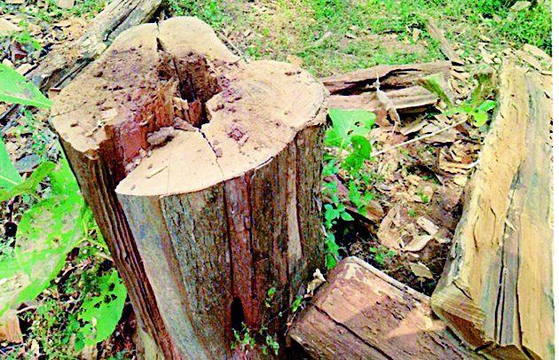 Illegal slaughter of savory trees in the old forest | जुनेवानी जंगलात सागवान वृक्षांची अवैध कत्तल Illegal slaughter of savory trees in the old forest | जुनेवानी जंगलात सागवान वृक्षांची अवैध कत्तल