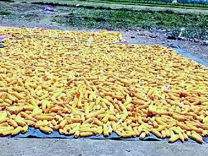 Start the Macca Guarantee Center quickly | मक्का हमीभाव केंद्र त्वरीत सुरू करा