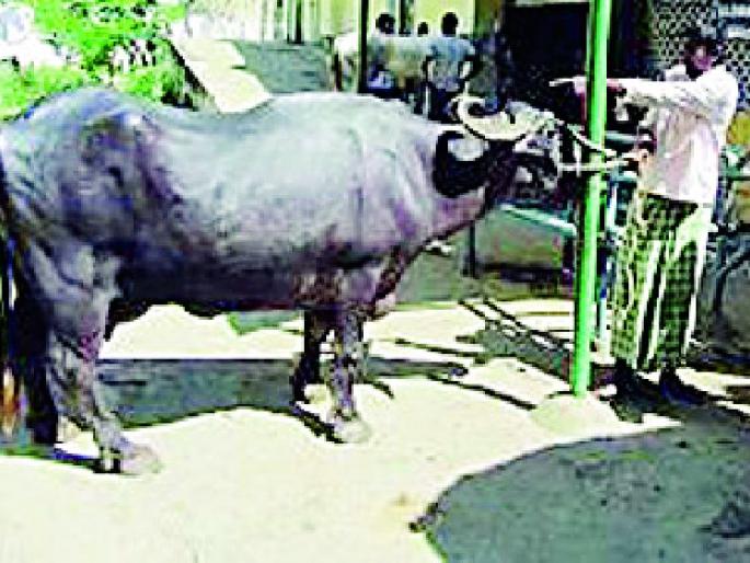 Peanut Checking Animals | चपराशी करतो जनावरांची तपासणी