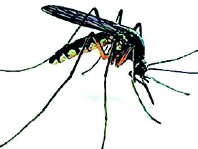 276 malaria cases in the district | जिल्ह्यात मलेरियाचे २७६ रूग्ण 276 malaria cases in the district | जिल्ह्यात मलेरियाचे २७६ रूग्ण