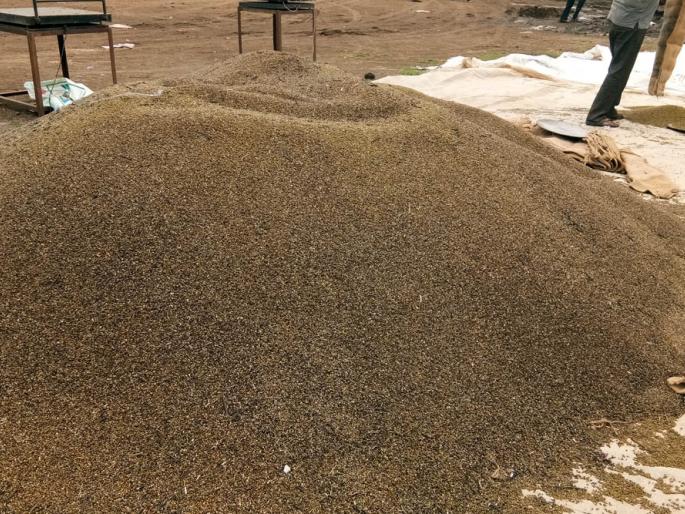 The arrival of moogs increased; The sense | मूगाची आवक वाढली; भाव मात्र कवडीमोल The arrival of moogs increased; The sense | मूगाची आवक वाढली; भाव मात्र कवडीमोल