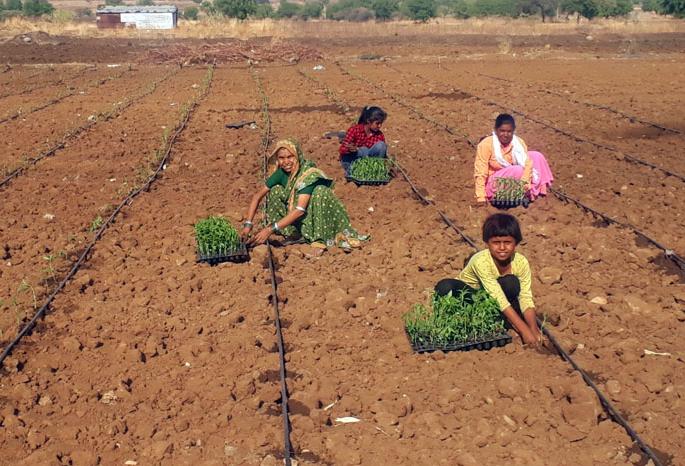 Farmers doing pre- cultivation works | पेरणीपूर्व मशागतीच्या कामात बळीराजा मग्न Farmers doing pre- cultivation works | पेरणीपूर्व मशागतीच्या कामात बळीराजा मग्न