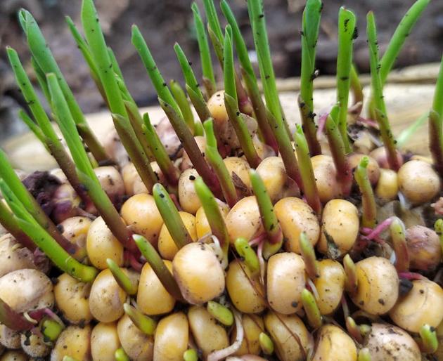 Rainfall fireworks in Diwali | दिवाळीत पावसाची आतषबाजी Rainfall fireworks in Diwali | दिवाळीत पावसाची आतषबाजी