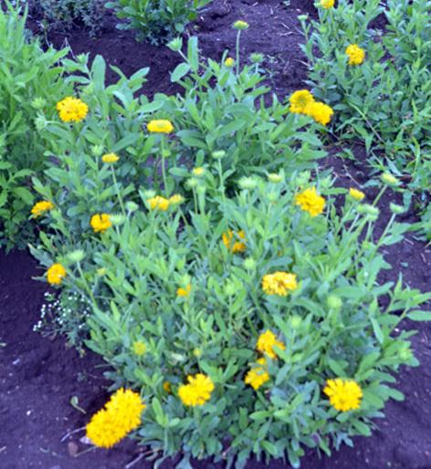 Due to water scarcity of flowering ..! | पाण्याअभावी फुलशेती धोक्यात..! Due to water scarcity of flowering ..! | पाण्याअभावी फुलशेती धोक्यात..!