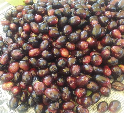 Due to drought, the production of purple decreased ... | दुष्काळाने जांभळाचे उत्पादन घटले... Due to drought, the production of purple decreased ... | दुष्काळाने जांभळाचे उत्पादन घटले...