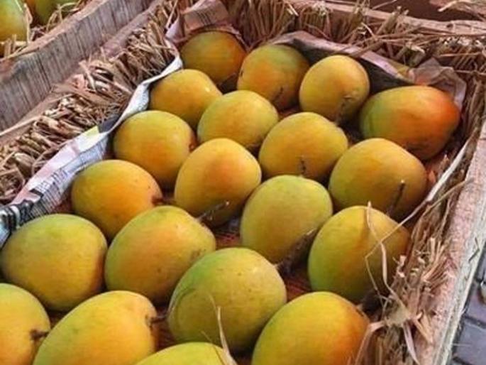 The king of fruits entered the market | फळांचा राजा बाजारपेठेत दाखल