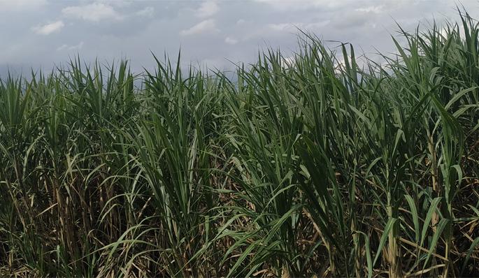 3 thousand 5 hectare sugarcane livestock | ७ हजार ८०० हेक्टर उसाला जीवदान 3 thousand 5 hectare sugarcane livestock | ७ हजार ८०० हेक्टर उसाला जीवदान