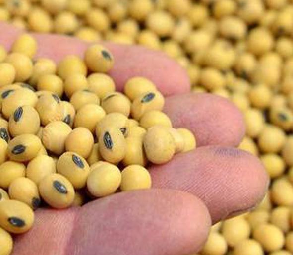 Scarcity of soybean seeds | सोयाबीन बियाणांचा तुटवडा Scarcity of soybean seeds | सोयाबीन बियाणांचा तुटवडा
