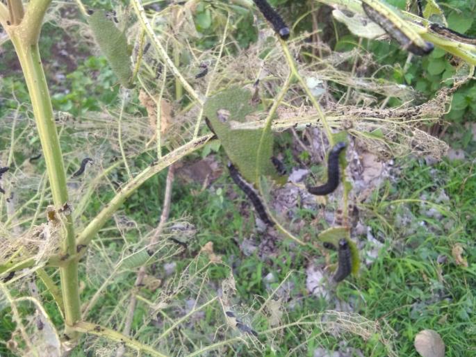 Infestation of larvae on saga trees; Statement by Environmental Organization | सागाच्या झाडांवर अळीचा प्रादूर्भाव; पर्यावरण संस्थेतर्फे निवेदन Infestation of larvae on saga trees; Statement by Environmental Organization | सागाच्या झाडांवर अळीचा प्रादूर्भाव; पर्यावरण संस्थेतर्फे निवेदन