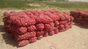Onion buying and selling system stalled due to central government's policy | केन्द्र शासनाच्या धोरणामुळे कांदा खरेदी विक्री व्यवहार प्रणाली ठप्प Onion buying and selling system stalled due to central government's policy | केन्द्र शासनाच्या धोरणामुळे कांदा खरेदी विक्री व्यवहार प्रणाली ठप्प