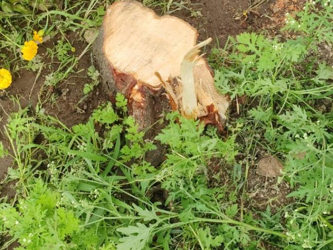 Lampas made of sandalwood in Nikvel, Dahindule area | निकवेल, दहिंदुले परिसरात चंदन वृक्ष केला लंपास