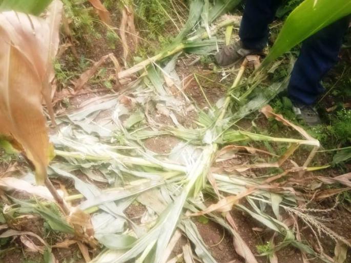 Wanderer and crop damage | रानडुकरांचा धुमाकुळ, पिकांचे नुकसान Wanderer and crop damage | रानडुकरांचा धुमाकुळ, पिकांचे नुकसान