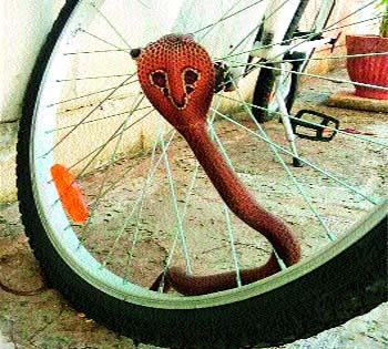 Ride on the cobra 'cobra' | सायकलवर स्वार ‘कोब्रा’ Ride on the cobra 'cobra' | सायकलवर स्वार ‘कोब्रा’