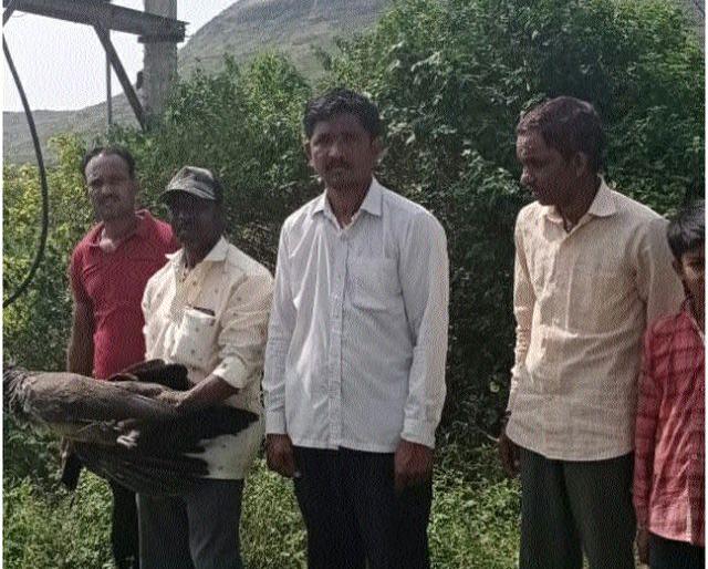Landor dies after electric shock near Rohitra at Mesankhede | मेसनखेडे येथे रोहीत्राजवळील तारेच्या विजेच्या धक्काने लांडोर मृत्यूमुखी Landor dies after electric shock near Rohitra at Mesankhede | मेसनखेडे येथे रोहीत्राजवळील तारेच्या विजेच्या धक्काने लांडोर मृत्यूमुखी