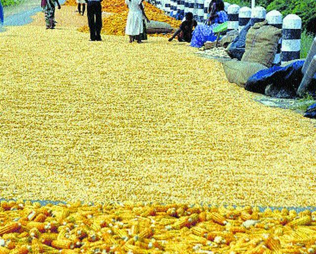 The peasantry was intimidated | शेतकरीवर्ग धास्तावला