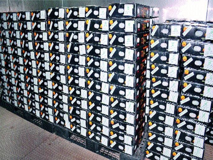 America's King of Konkan | कोकणच्या राजाची अमेरिका वारी