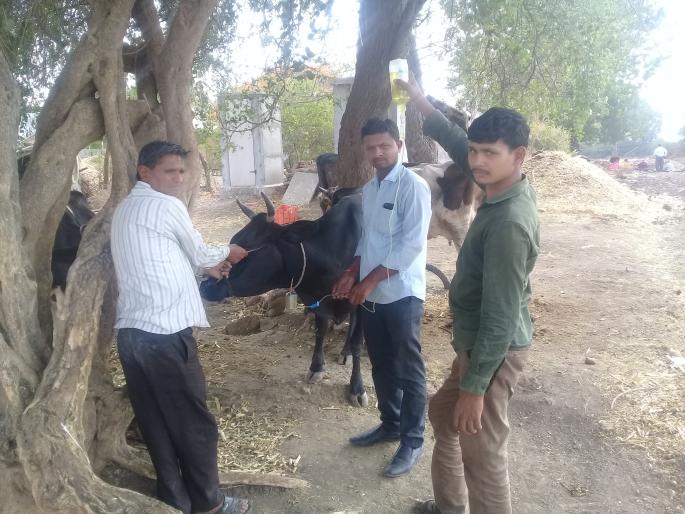 Due to the increased temperature, animals become infected with lethargy | वाढत्या तपमानामुळे जनावरांना गोचीड तापाची लागण Due to the increased temperature, animals become infected with lethargy | वाढत्या तपमानामुळे जनावरांना गोचीड तापाची लागण