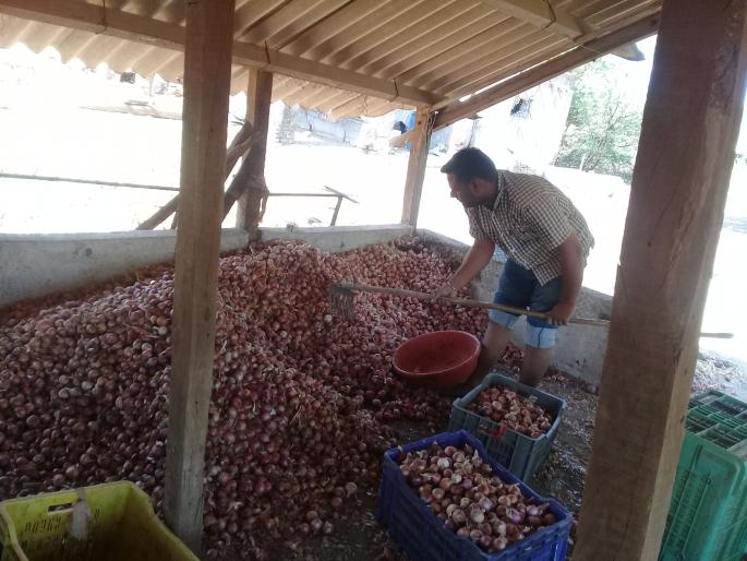 The new summer onion began to rot | मानोरीत नवीन उन्हाळ कांदा सडण्यास सुरुवात The new summer onion began to rot | मानोरीत नवीन उन्हाळ कांदा सडण्यास सुरुवात