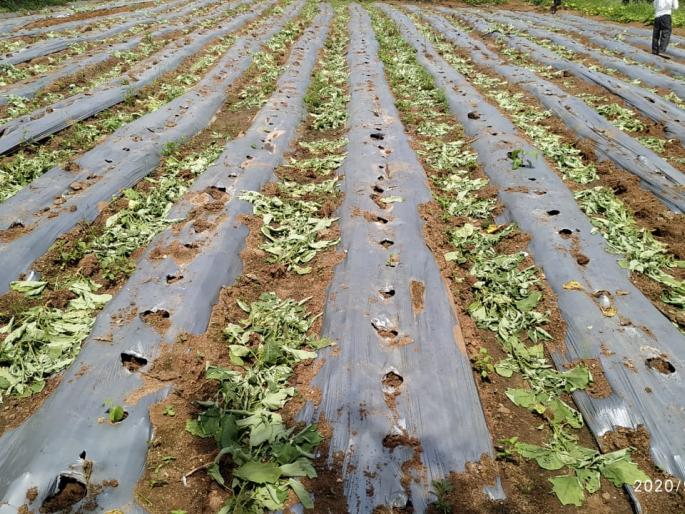 Damage to one acre of eggplant by unknown persons | अज्ञात व्यक्तींकडून एक एकर वांग्याच्या झाडांचे नुकसान Damage to one acre of eggplant by unknown persons | अज्ञात व्यक्तींकडून एक एकर वांग्याच्या झाडांचे नुकसान