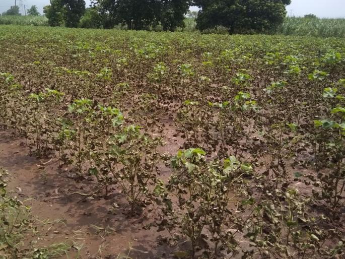 Rainy 'Nate' to sell cotton crop in district | जिल्ह्यात कापसाच्या विक्रमी लागवडीला अतीवृष्टीची ‘नाट’