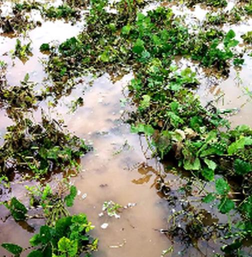 Damage to green gram and urad crop in light area | प्रकाशा परिसरात मूग व उडीद पिकाचे नुकसान