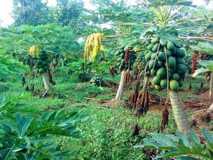 The papaya was on the tree as the merchant did not come | व्यापारी येत नसल्याने पपई झाडावरच The papaya was on the tree as the merchant did not come | व्यापारी येत नसल्याने पपई झाडावरच