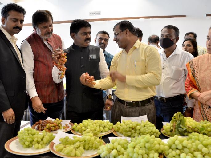 Nashik Grape Production Capital: MP Hemant Godse | नाशिक द्राक्ष उत्पादनाची राजधानी: खासदार हेमंत गोडसे Nashik Grape Production Capital: MP Hemant Godse | नाशिक द्राक्ष उत्पादनाची राजधानी: खासदार हेमंत गोडसे