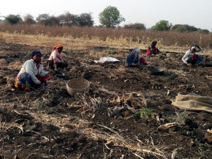 Parbhani: Large quantities of turmeric rise in pathari talukas | परभणी: पाथरी तालुक्यात हळदीच्या उताऱ्यात मोठ्या प्रमाणात घट Parbhani: Large quantities of turmeric rise in pathari talukas | परभणी: पाथरी तालुक्यात हळदीच्या उताऱ्यात मोठ्या प्रमाणात घट