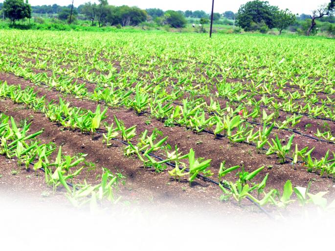 Parbhani: Less than thirty percent rainfall in fourteen circles | परभणी: चौदा मंडळांमध्ये तीस टक्क्यांपेक्षा कमी पाऊस