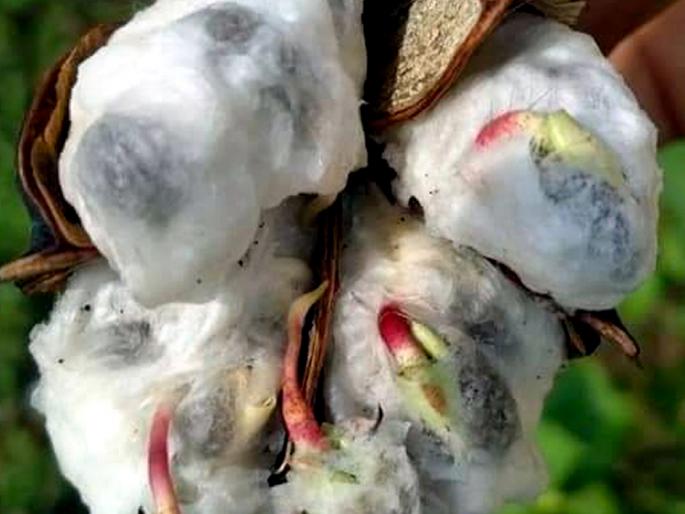 Parbhani: Drop of crops with heavy rainfall | परभणी : अतिवृष्टीने पिकांची नासाडी