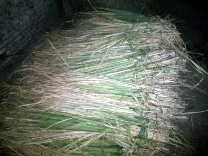 Parbhani: Do not get fodder; Gour | परभणी : चारा मिळेना; उसाच्या वाढ्यांना आला भाव Parbhani: Do not get fodder; Gour | परभणी : चारा मिळेना; उसाच्या वाढ्यांना आला भाव