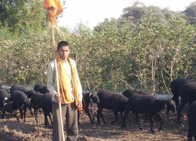 Unique welcome of Balu Mama's sheep in Beldarwadi | बेलदारवाडीत बाळू मामांच्या मेंढ्यांचे अनोखे स्वागत Unique welcome of Balu Mama's sheep in Beldarwadi | बेलदारवाडीत बाळू मामांच्या मेंढ्यांचे अनोखे स्वागत