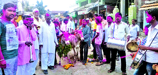 The wedding of donkeys for rain ... | जतमध्ये पावसासाठी गाढवांचे लग्न...