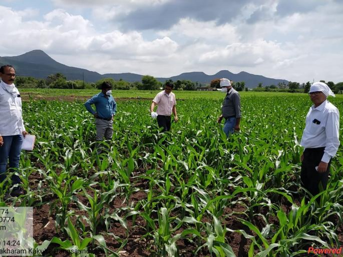 Survey of outbreak of military larvae in Baglan taluka | लष्करी अळीच्या प्रादूर्भावाचे बागलाण तालुक्यात सर्वेक्षण