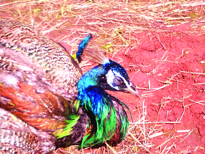 Katiwala wounded Morra alive | काटवलीत जखमी मोराला जीवदान Katiwala wounded Morra alive | काटवलीत जखमी मोराला जीवदान