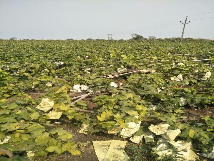 Two acres of grape garden ground floor | दोन एकर द्राक्ष बाग जमीनदोस्त