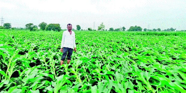 Crops hit in the district | जिल्ह्यात पिकांना फटका Crops hit in the district | जिल्ह्यात पिकांना फटका