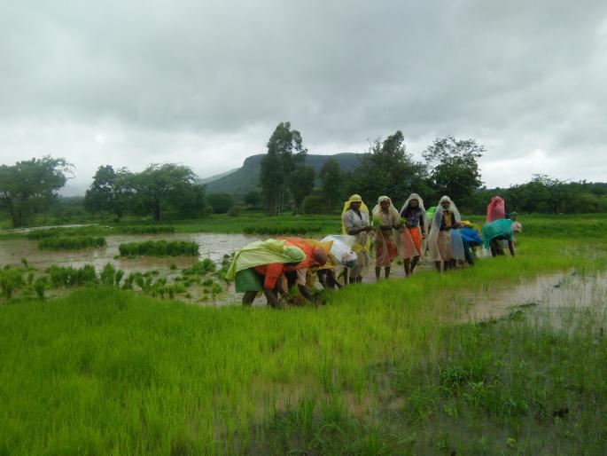 Due to offspring, Takeda received rice | संततधारेमुळे टाकेदला भातलागवडीची लगबग Due to offspring, Takeda received rice | संततधारेमुळे टाकेदला भातलागवडीची लगबग