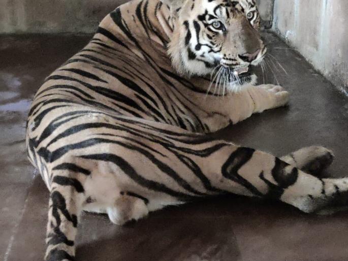 Nagpur tiger arrives in Mumbai | नागपूरचा वाघ मुंबईत दाखल Nagpur tiger arrives in Mumbai | नागपूरचा वाघ मुंबईत दाखल