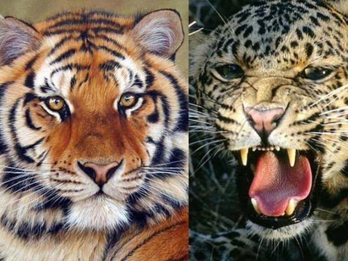 24 tiger and 56 leopard killed in last 4 years | राज्यात चार वर्षात २४ वाघ ५६ बिबट्यांचा मृत्यू 24 tiger and 56 leopard killed in last 4 years | राज्यात चार वर्षात २४ वाघ ५६ बिबट्यांचा मृत्यू