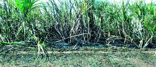 Half acre of sugarcane due to lightning fall | विद्युत तारा पडल्याने दीड एकर ऊस खाक Half acre of sugarcane due to lightning fall | विद्युत तारा पडल्याने दीड एकर ऊस खाक
