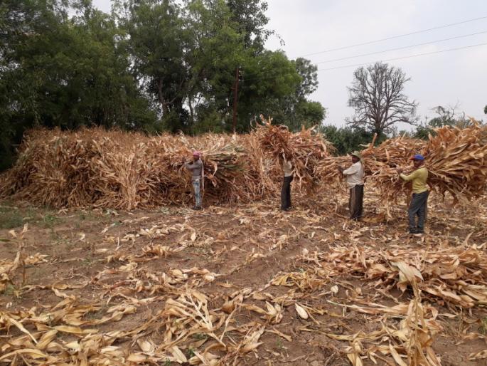 Speculation work at the Vatar area | वटार परिसरात सोंगणीच्या कामांना वेग Speculation work at the Vatar area | वटार परिसरात सोंगणीच्या कामांना वेग
